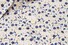 Brax Harold Twig Pattern Overhemd Multicolor